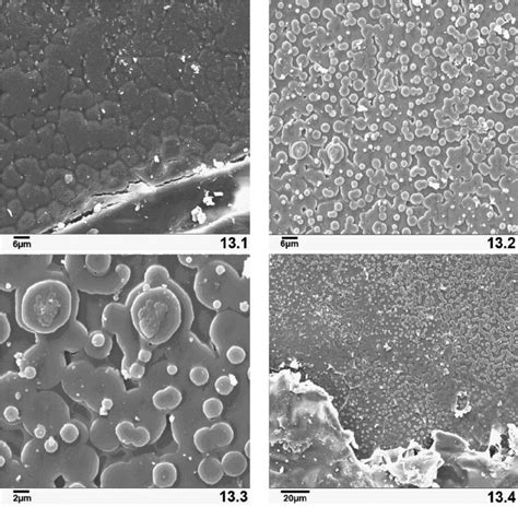 1 13 4 Scanning Electron Micrographs Of The Inner Layer Of The Shell