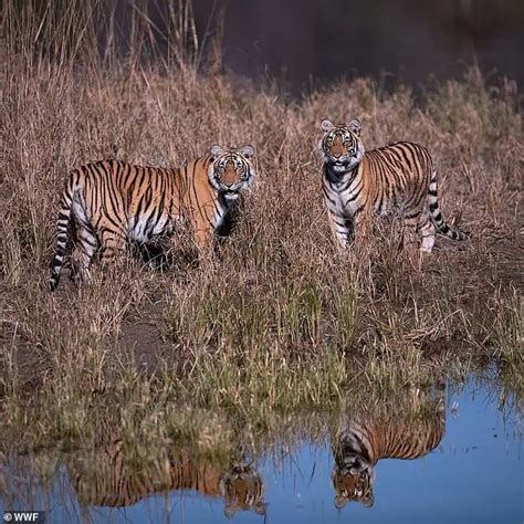 Tiger Populations On The Rise In India And Nepal After Decade Long