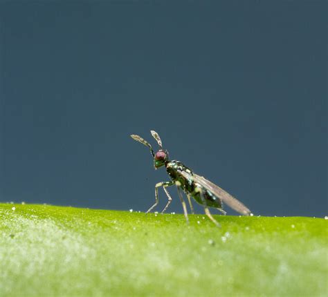 Diglyphus Isaea Avispa Parasitaria Control Biológico De Los Minadores De La Hoja