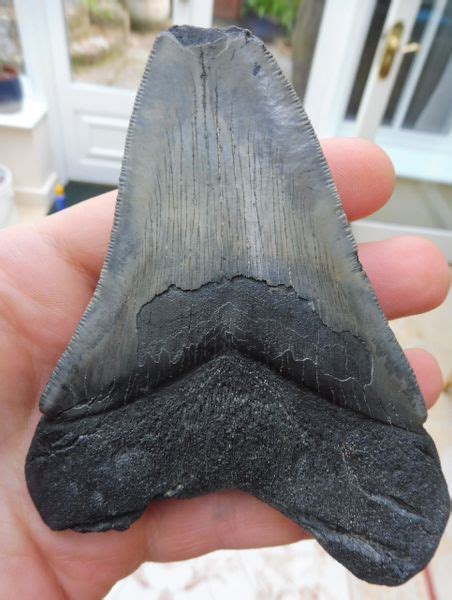 Megalodon And More Fossils Ltd Uk Fossils For Sale Megalodon