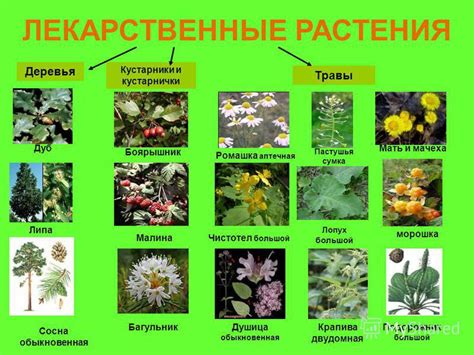 Энциклопедия Трав Фото — Фото Картинки