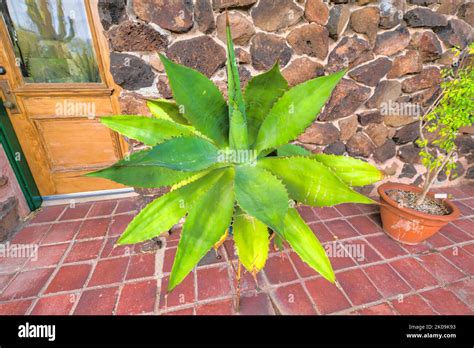 Tucson Arizona Agave Plant Near The Rock Wall On A Porch Porch Of A