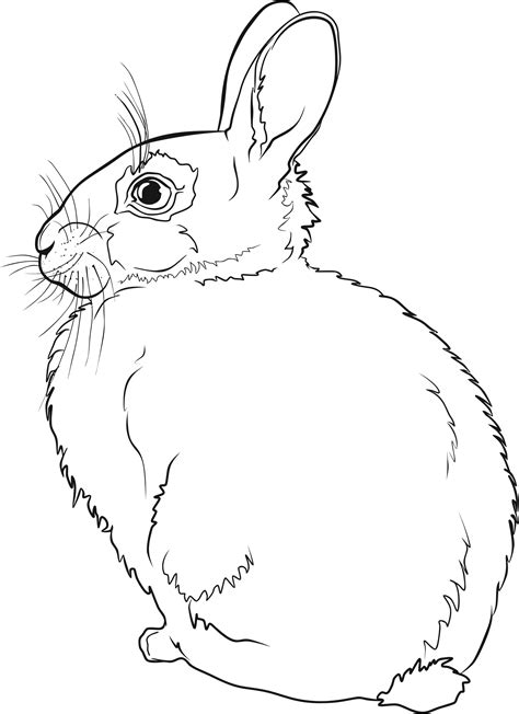 Line Drawings Of Rabbits