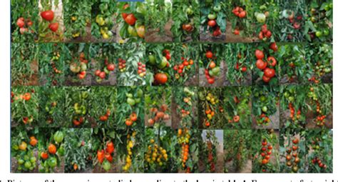 Figure 1 From Characterization And Phenotypic Evaluation Of Fruit Quality Traits Related To