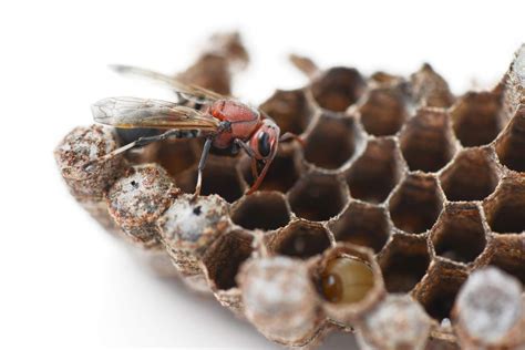 Destruction des nids de guêpes équipements et méthodes