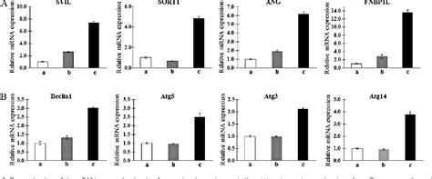 Figure From Autophagy Induction In The Skeletal Myogenic