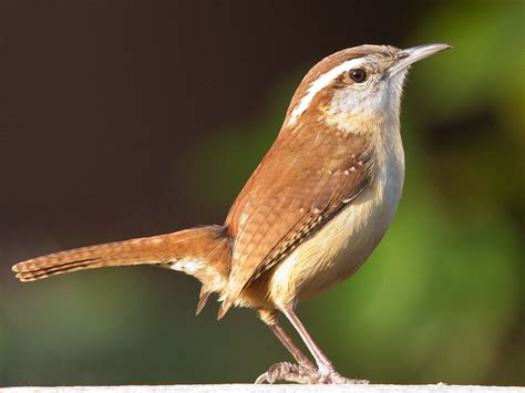 Difference Between Carolina Wren Vs House Wren Charismatic Planet