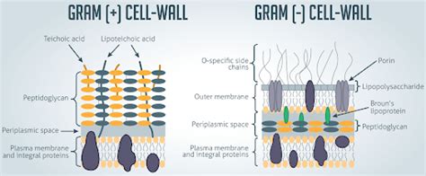 The True Gram Stain Mechanism