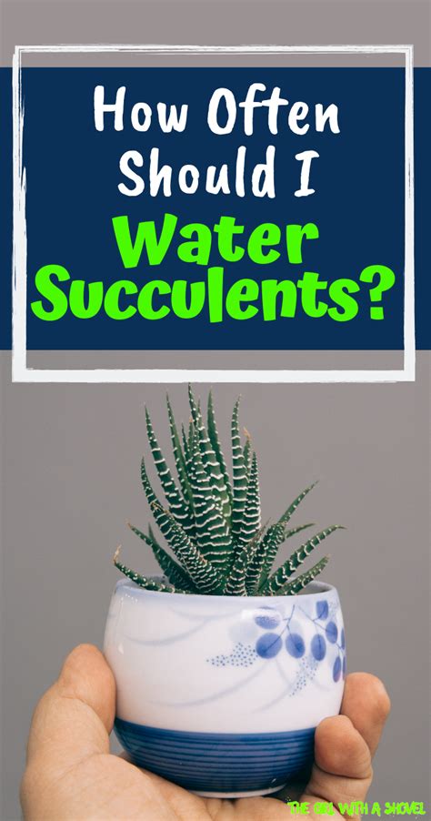 How Often Should You Water Succulents How To Water Succulents