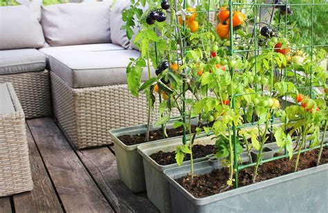 Come Coltivare I Pomodori In Vaso Consigli E Trucchi