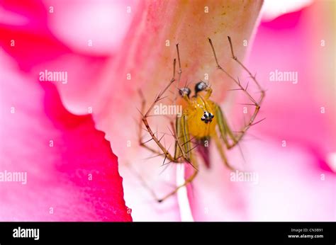 Araña de patas largas y flores rosadas en el verde de la naturaleza o