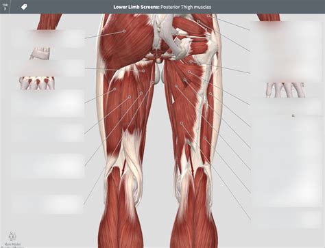 Posterior Thigh Muscles Diagram | Quizlet