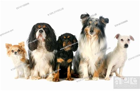 five dogs, Stock Photo, Picture And Low Budget Royalty Free Image. Pic. ESY-011535856 | agefotostock