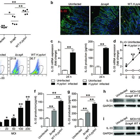 Gastric Epithelial Cell Derived Il Promotes Tnf Production From