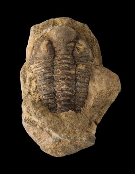 Chiuda Sul Colpo Di Un Fossile Del Trilobite Immagine Stock Immagine