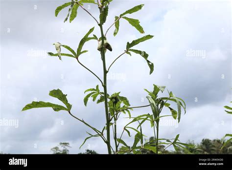 View Of A Weak Okra Plant With A Spoiled Mature Fruit With Wormholes