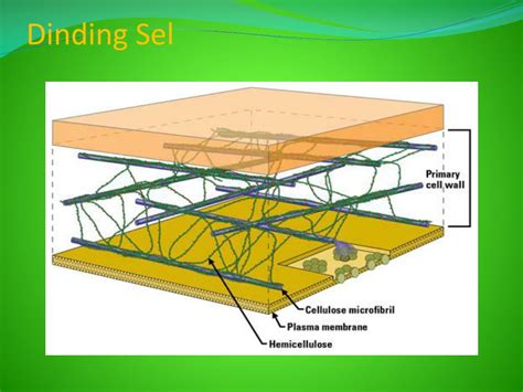 PPT - Gambar Sel Tumbuhan Dan Sel Hewan Beserta Organelnya PowerPoint ...