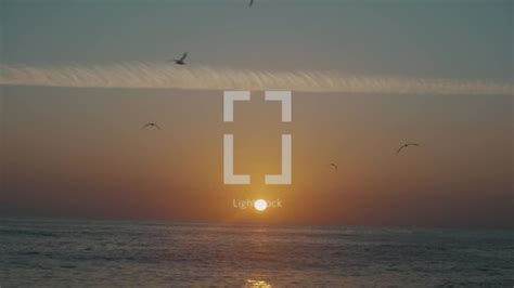 Birds flying during sunset in bacocho beach,... — Video — Lightstock