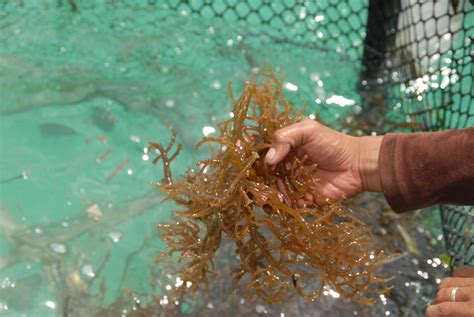 pembangunan akuakultur lembaga kemajuan ikan malaysia