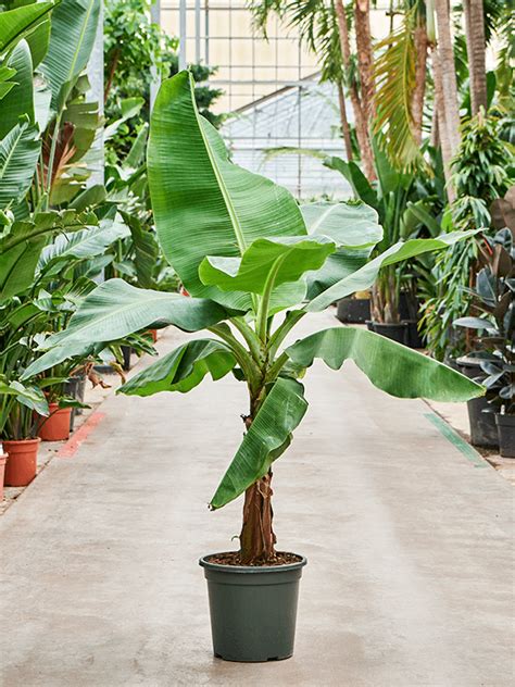 how to care for musa tropicana (banana plant) - Leafy Life