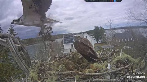 Much Ado About This Tiny Smelt Both Cams Hog Island Osprey Nest