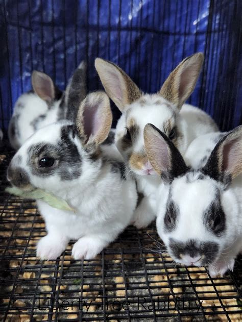 Feeder Rabbits For Sale Atelier Yuwa Ciao Jp