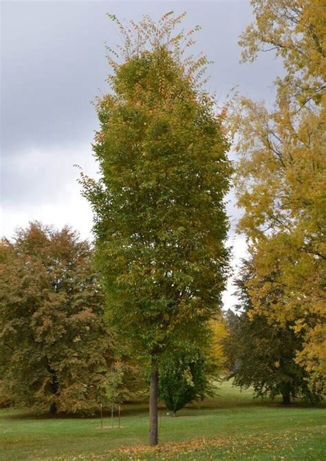 Zelkova Serrata Musashino Milmont Greenhouses