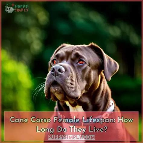 Cane Corso Female Lifespan How Long Do They Live
