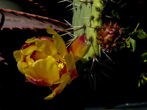 Prickly Pear Cactus Bloom Free Stock Photo - Public Domain Pictures