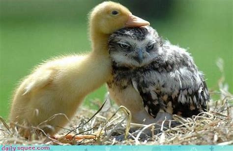 Cute Baby Animals BLOG | LewisSci