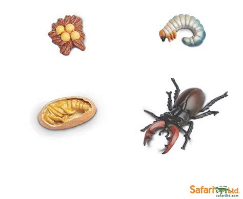 Stag Beetle Life Cycle | montessentials