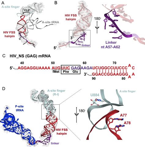 Mrna Stem Loops Can Pause The Ribosome By Hindering A Site Trna Binding