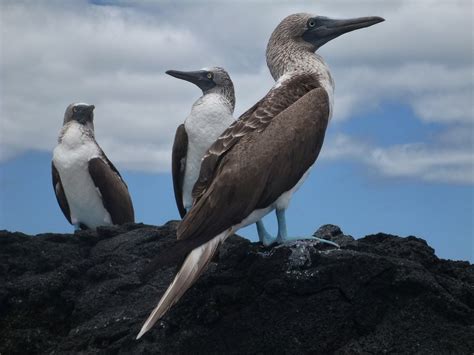 Le Pi Belle Isole Galapagos Quando Andare E Cosa Vedere