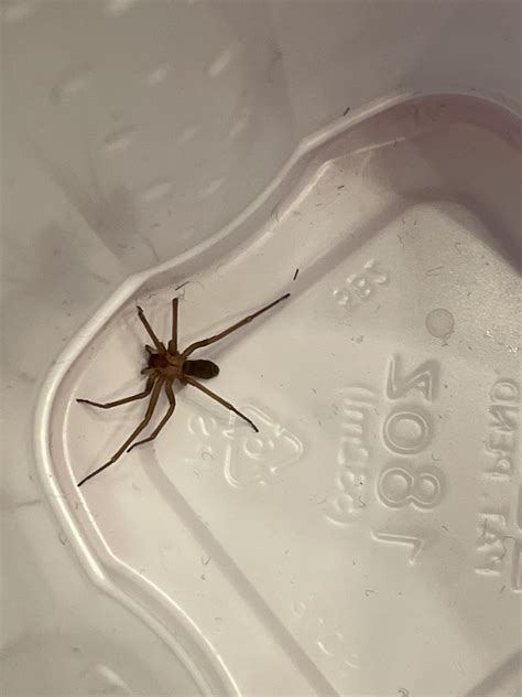 Is This A Brown Recluse North Alabama Rspiders