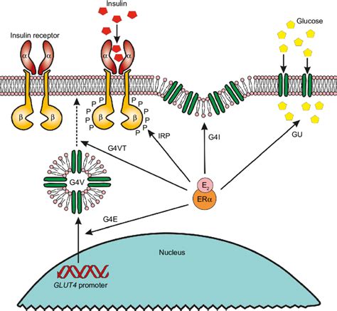 Insulin Receptor Signaling