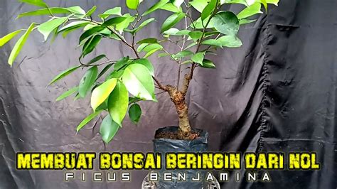 Tahab Pertama Membuat Bonsai Beringin Ficus Benjamina YouTube