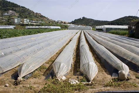 Polythene Crop Tunnels In Gazipasa Turkey Stock Image C008 9603