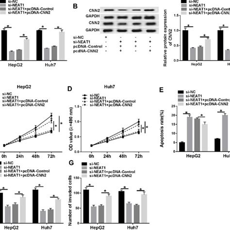 Neat Silence Suppresses Hcc Progression By Regulating Cnn Expression