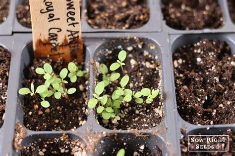 Grow Sweet Alyssum From Seed The Filler Flower Youll Want Everywhere