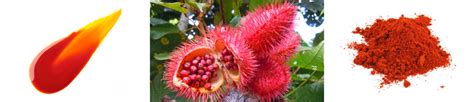 What Exactly IS Annatto? - Annatto