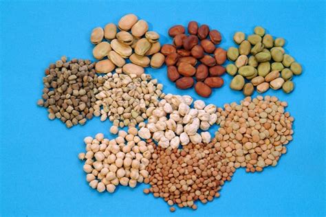 access  seeds   global seed industry  borgen project