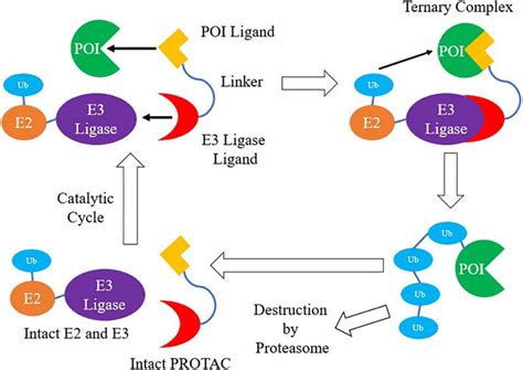 Targeted Protein Degradation PROTAC BOC Sciences