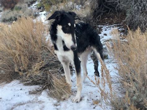 1000+ images about Borzoi Borzoi Borzoi & GazeHounds on Pinterest | Wolfhound, Greyhounds and ...