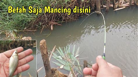 Walau Badai Menghalang Mancing Ikan Wader Di Spot Andalan Anti Gagal