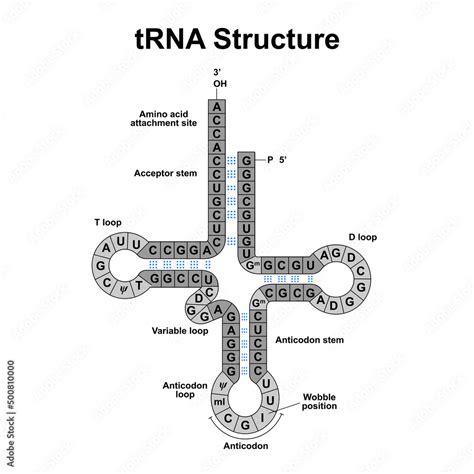 Scientific Designing Of Transfer Rna Trna Structure Colorful Symbols