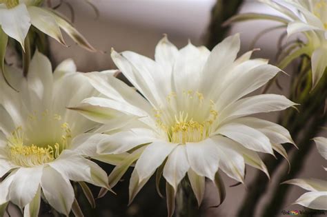 White cactus flower 4K wallpaper download