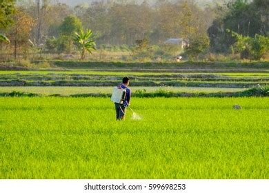 Farmers Work Paddy Field Using Knapsack Stock Photo 599698253