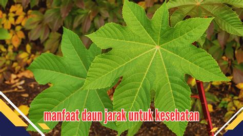 Mengintip Manfaat Daun Jarak Yang Menjadi Trend Kesehatan Bertanam