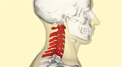 Atlantoaxial Joint Anatomy Archives Samarpan Physiotherapy Clinic