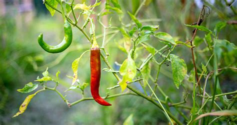 Tanaman Cabai Merah Di Kebun Atau Ladang Ladacabai Merah Paprika Di